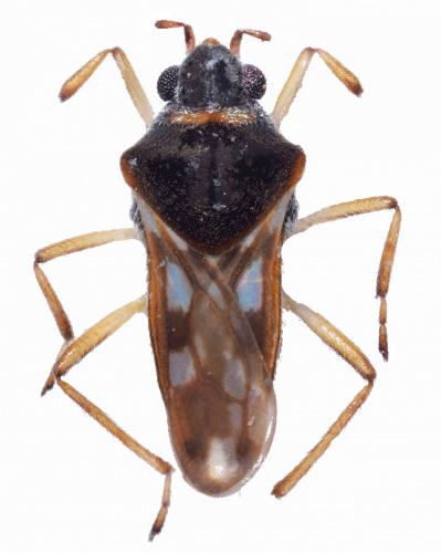 Réf. 217 565 : Microvelia hozari
